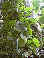 Starr 030807-0054 Dioscorea bulbifera