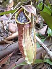 Sulawesi Nepenthes