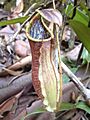 Sulawesi Nepenthes
