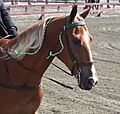 Tennessee Walking Horse Head