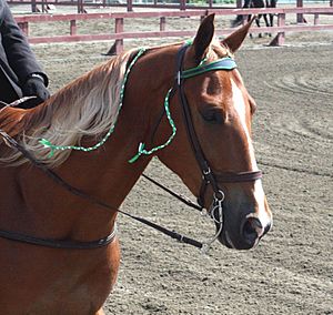 Tennessee Walking Horse Head