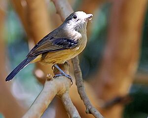 Thamnophilus caerulescens-2