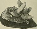 The American Museum journal (c1900-(1918)) (18161026511)