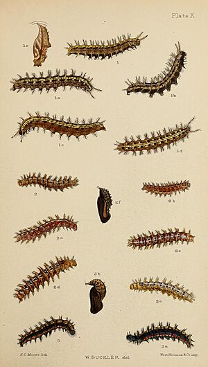The larvæ of the British butterflies and moths BHL41107813