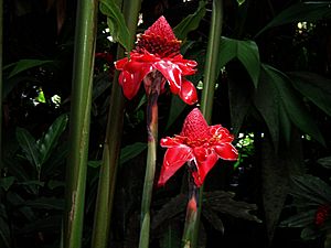 Tropical plant hilo5.jpg