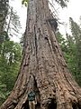 US CA SP Calaveras Big Trees Louis Agassiz Tree
