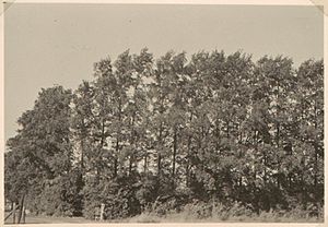 Ulmus minor, Abbekinderen, Netherlands