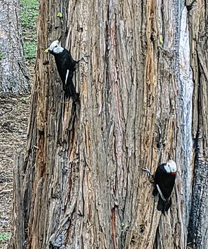 White-headed woodpecker pair playing