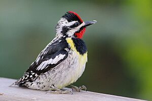 Yellow-bellied Sapsucker (14150650217)