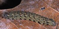 Zanclognatha dentata larva1