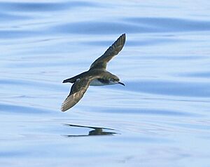 800,Manx shearwater