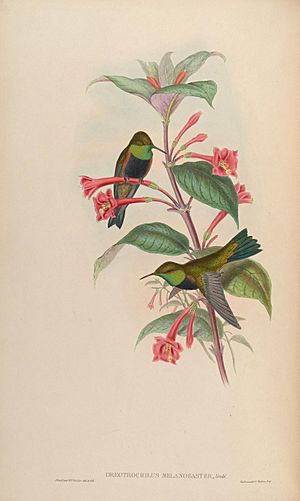 A monograph of the Trochilidæ, or family of humming-birds (Plate 72) (7175944666)