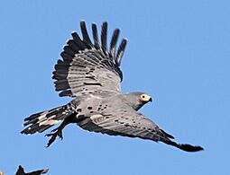 African harrier-hawk (Polyboroides typus typus) taking off, crop