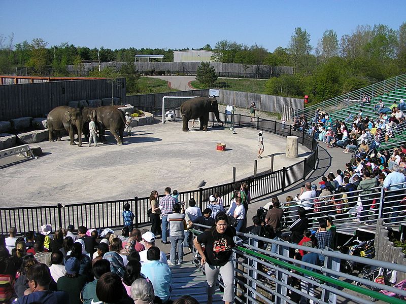 African lion safari demonstration