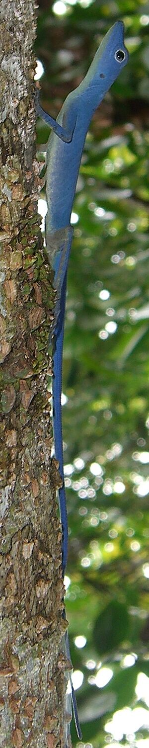 Anolis gorgonae