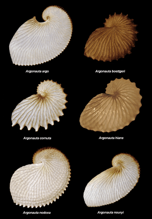 Argonauta species.PNG