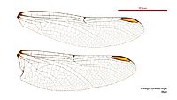 Armagomphus armiger male wings (35012891176)