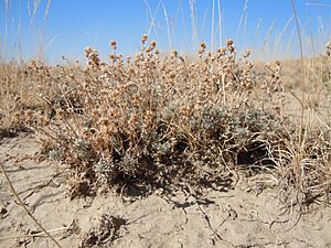 Artemisia pedatifida.jpg