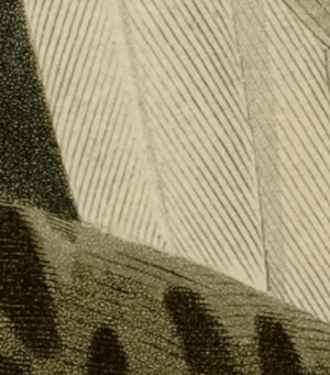 Audubon snowy owl feather details