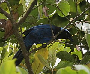 Azure-hooded Jay (Cyanolyca cucullata) in tree, Costa Rica