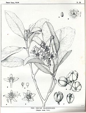 Baloghia lucida00