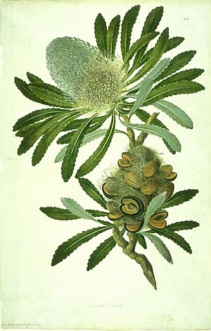 Banksia serrata watercolour from Bank's Florilegium