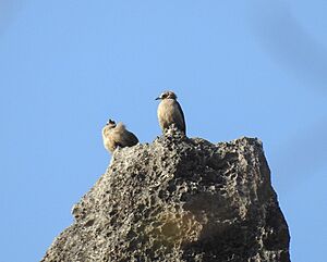 Bare-faced Bulbul1(Nok hualon).jpg