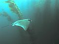 Bat Ray in kelp forest, San Clemente Island, Channel Islands, California