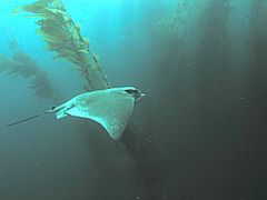 Bat Ray in kelp forest, San Clemente Island, Channel Islands, California