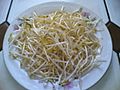 Bean-sprouts.jpg