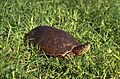 Big bend slider turtle