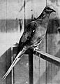 Bird lore (1913) (14562367319)