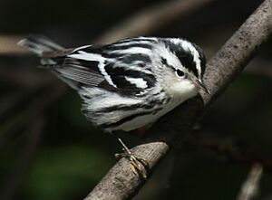 Black-and-white Warbler 2