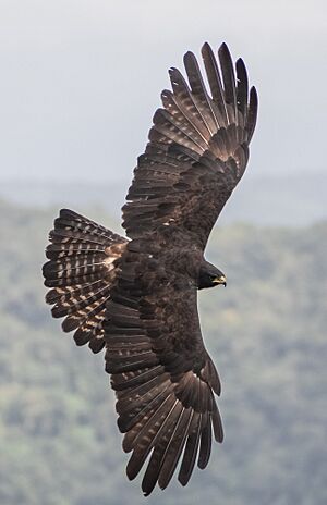 Black Eagle wings