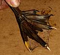 Cairina moschata subspecies foot