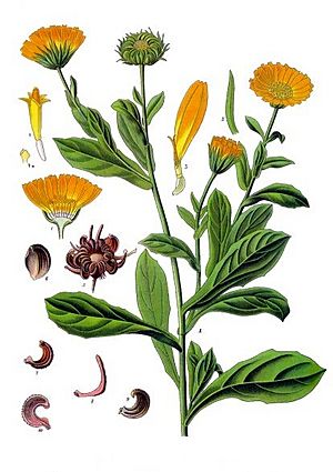 Calendula officinalis - Köhler–s Medizinal-Pflanzen-024