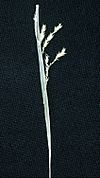 Carex prasina NRCS-002