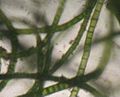 Chaetomorpha linum-salt marsh algae