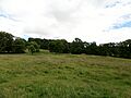 Chillingham Wild Cattle - Chillingham Park policies