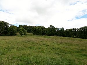 Chillingham Wild Cattle - Chillingham Park policies