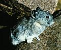 Collaredpika