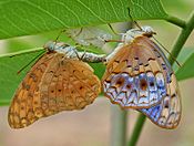 Common Leopard (Phalanta phalantha) mating with newly imerged butterfly in Hyderabad, AP W IMG 9382