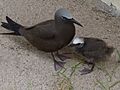 Common Noddy (Anous stolidus) -adult and chick