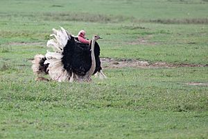 Common ostrich mating in ngorongoro