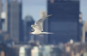 Common tern in flight with Manhattan in the background