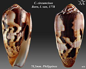 Conus circumcisus 2