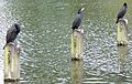 Cormorants in Long Water