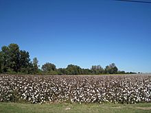 Cotton field Tipton County TN 2013-10-20 001