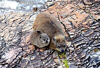 Dassie (rock hyrax), South Africa