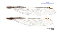 Diphlebia lestoides female wings (33984903014)